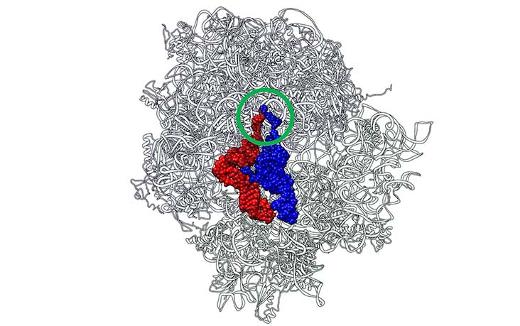 タンパク質合成場であるリボソームの起源と進化～原始tRNAと原始リボソームからのペプチドの生成～
