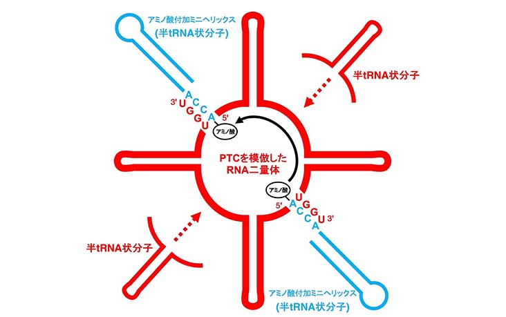 タンパク質合成場であるリボソームの起源と進化～原始tRNAと原始リボソームからのペプチドの生成～
