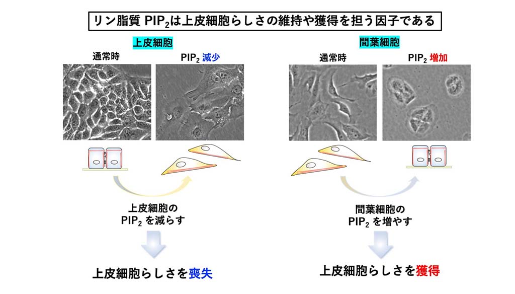 「上皮細胞らしさ」を決定するリン脂質を発見
～がん転移や線維症で問題となる、上皮間葉転換の機構解明に期待～