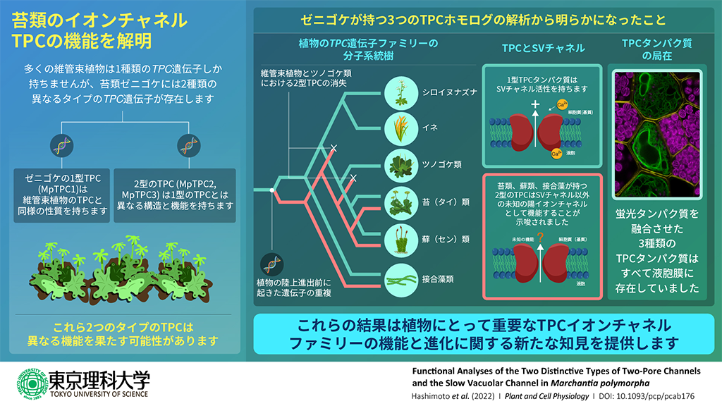 植物のイオンチャネルの進化の歴史を紐解く～ゼニゴケのイオンチャネルTPCの機能を解明～