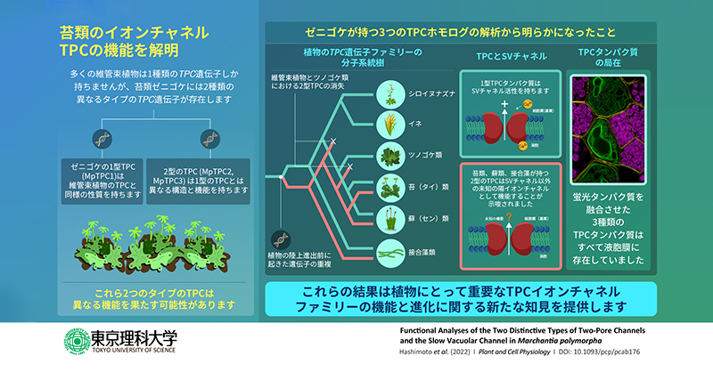 植物のイオンチャネルの進化の歴史を紐解く～ゼニゴケのイオンチャネル
