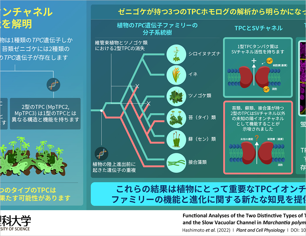 植物のイオンチャネルの進化の歴史を紐解く ゼニゴケのイオンチャネルtpcの機能を解明 東京理科大学