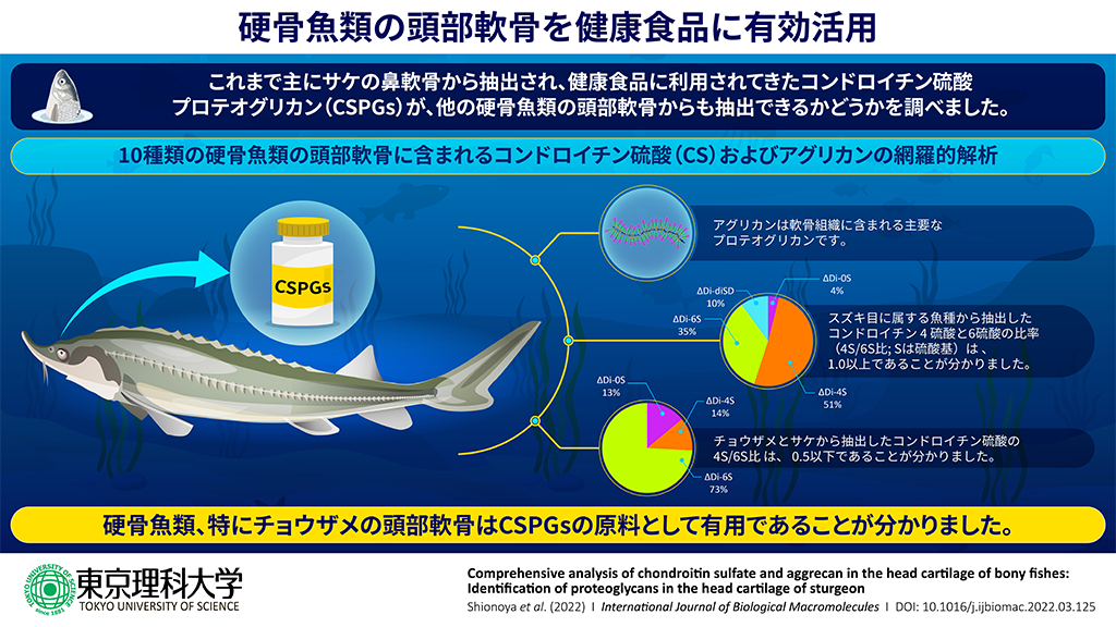 機能性成分コンドロイチン硫酸およびプロテオグリカンの代替的資源候補の発見～未利用資源であるチョウザメ頭部軟骨の有効活用へ～