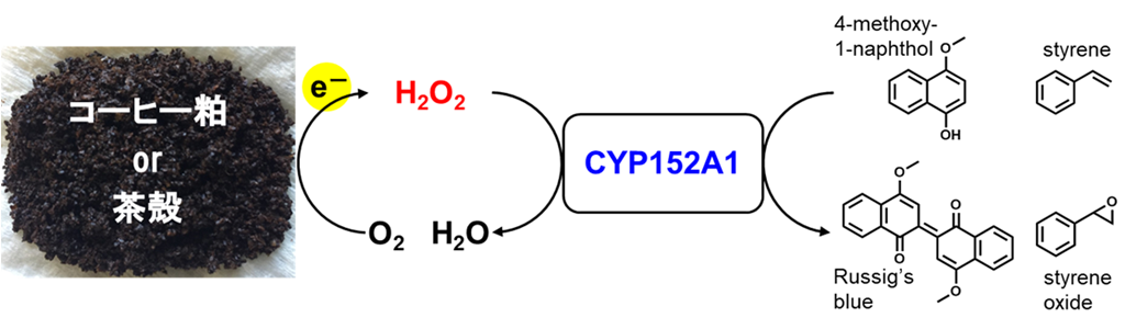 コーヒー粕と茶殻から過酸化水素を生産、さらにバイオプロセスへ応用～未利用バイオマス資源を利用したサステナブルな物質生産を実現～