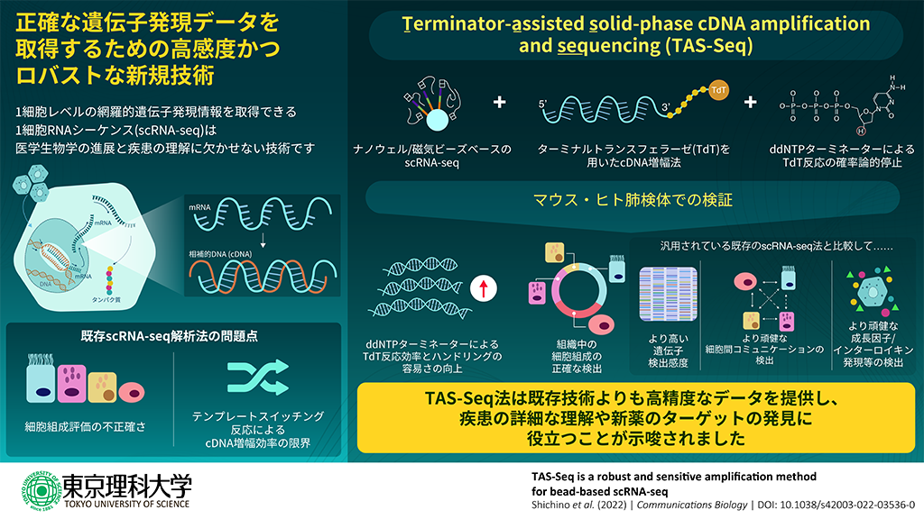 単一細胞レベルで微量なRNAを高感度かつ高精度に検出、解析する新技術の開発に成功～既存技術では検出が難しい細胞間コミュニケーションの検出も可能に～
