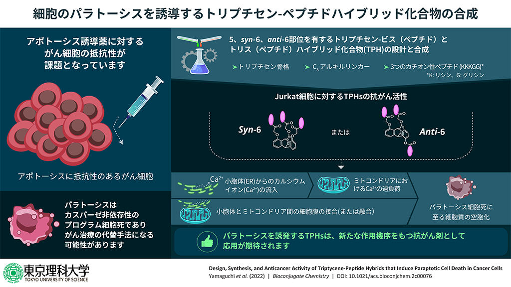 優れた抗がん作用を示すトリプチセン-ペプチドハイブリッド化合物の創製に成功～プログラム細胞死誘導機構の解明に大きく寄与～