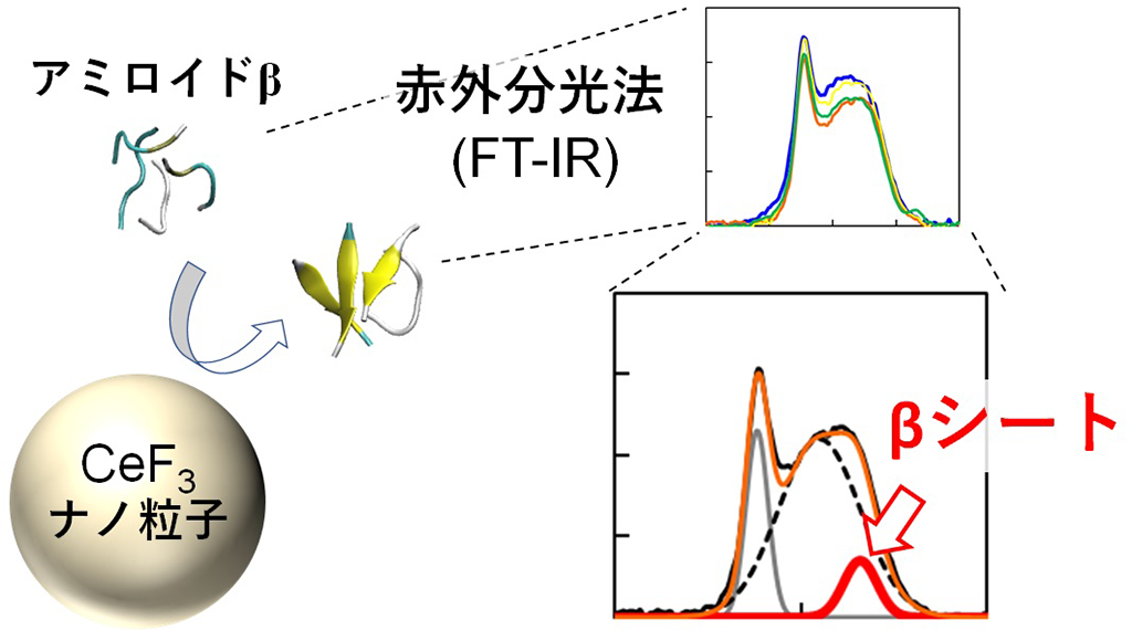 無機ナノ粒子表面でのタンパク質の挙動の一端を解明～実験と計算科学を組み合わせた新たなアプローチで医学応用可能な新材料の開発に挑む～