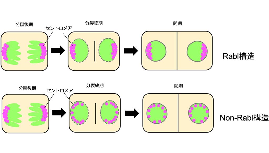 図1.　Rabl構造とnon-Rabl構造<br>マジェンタはセントロメア、緑色はDNAを示す。