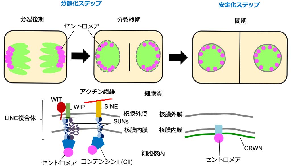 図3.　セントロメアの分散パターンが作り出す分散化ステップと安定化ステップ