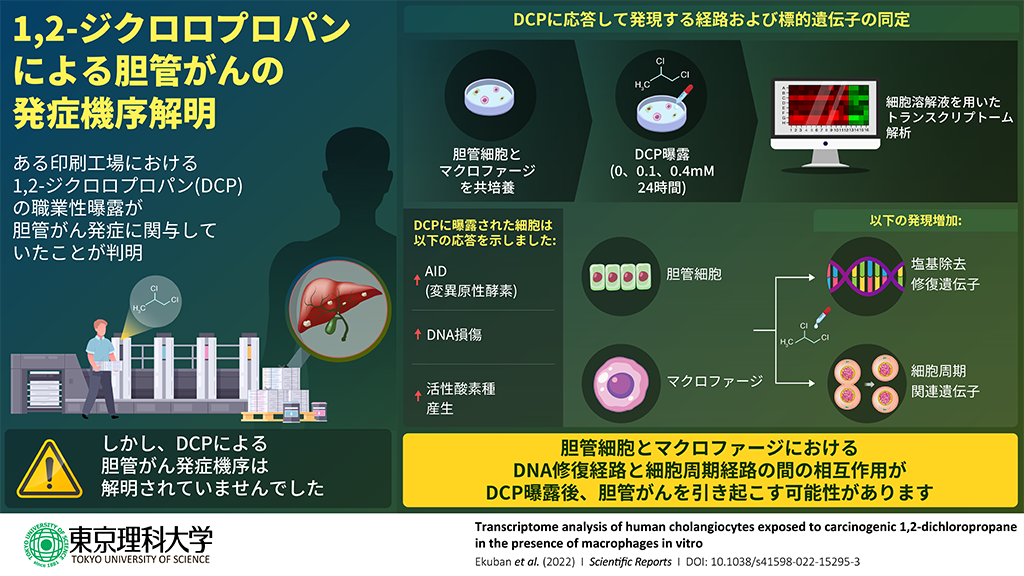 1,2-ジクロロプロパン曝露による胆管がん発症にはたらく遺伝子群を特定～免疫細胞を介してDNA損傷を引き起こす発がん物質の検出～