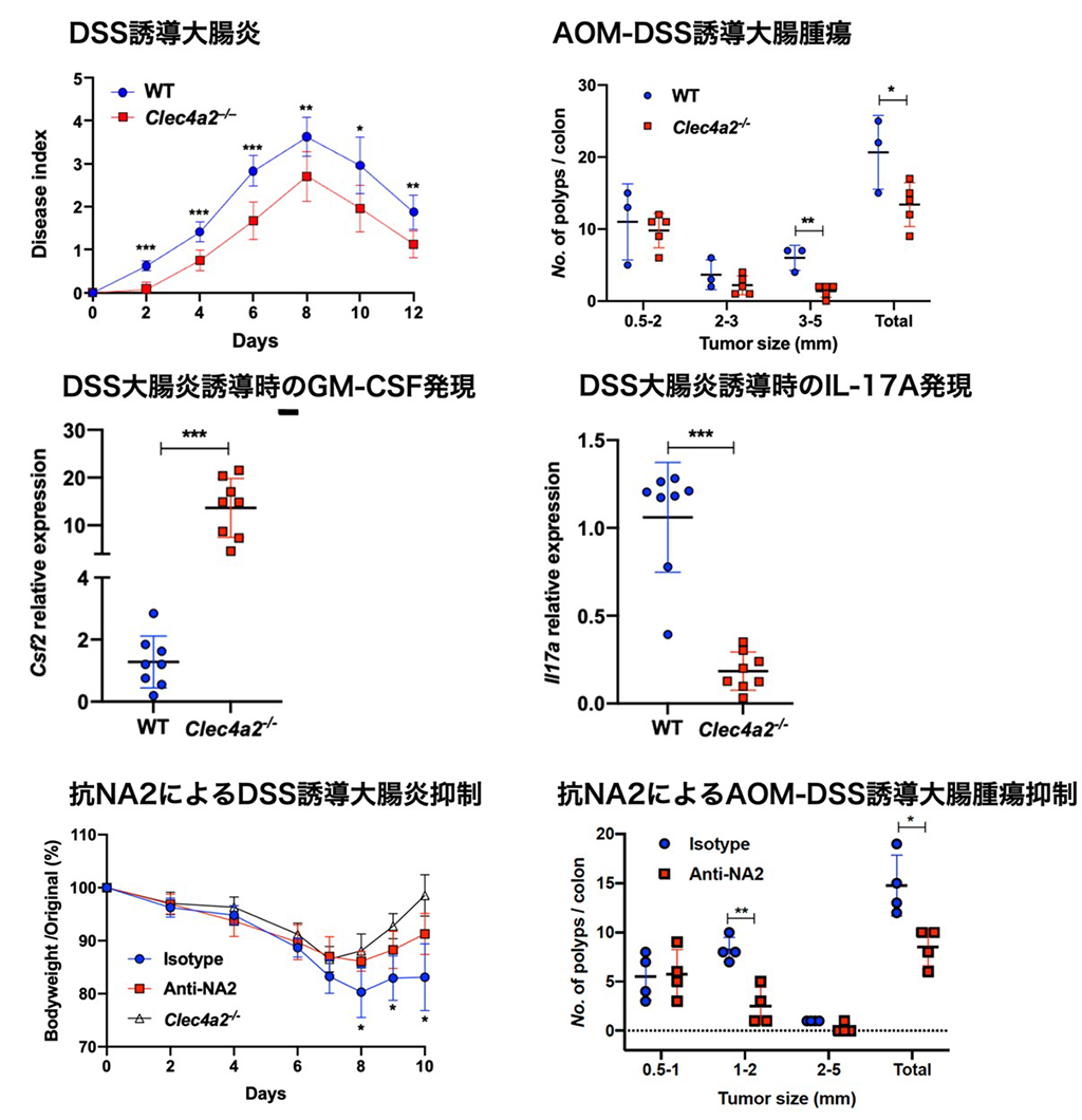 樹状細胞免疫受容体(DCIR)の機能阻害により、大腸炎や大腸腫瘍を抑制できることを発見～全く新しい作用機序をもつ新規治療薬の開発に期待～