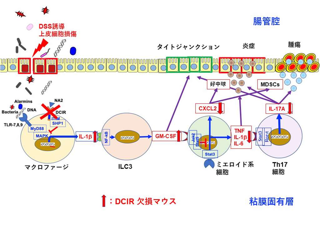 樹状細胞免疫受容体(DCIR)の機能阻害により、大腸炎や大腸腫瘍を抑制できることを発見～全く新しい作用機序をもつ新規治療薬の開発に期待～