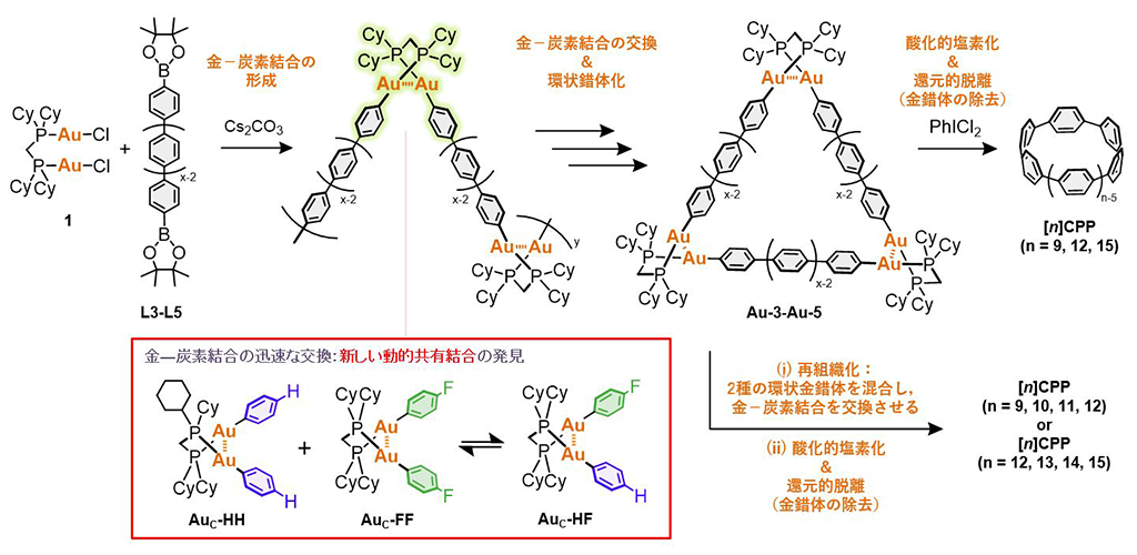 樹状細胞免疫受容体(DCIR)の機能阻害により、大腸炎や大腸腫瘍を抑制できることを発見～全く新しい作用機序をもつ新規治療薬の開発に期待～