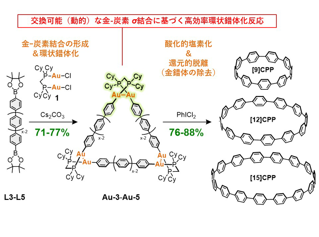 樹状細胞免疫受容体(DCIR)の機能阻害により、大腸炎や大腸腫瘍を抑制できることを発見～全く新しい作用機序をもつ新規治療薬の開発に期待～