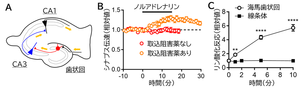 抗うつ薬の効果を高める分子スイッチを発見