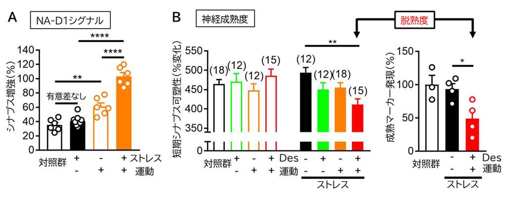 抗うつ薬の効果を高める分子スイッチを発見