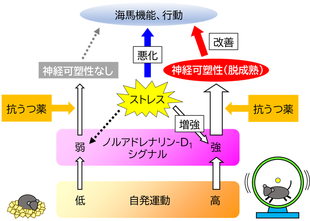 抗うつ薬の効果を高める分子スイッチを発見