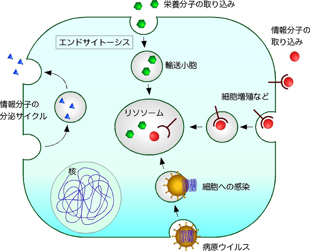 細胞が物質を取り込む現象(エンドサイトーシス)の新しい制御機構の発見～Eps15/Pan1によるエンドサイトーシスの制御機構を解明～