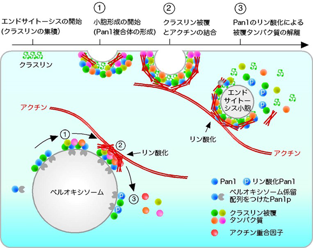 細胞が物質を取り込む現象(エンドサイトーシス)の新しい制御機構の発見～Eps15/Pan1によるエンドサイトーシスの制御機構を解明～