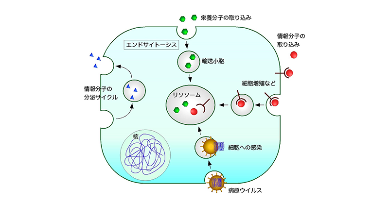 細胞を知る。エンドが変わる 細胞が物質を取り込む現象(エンドサイトーシス)の新しい制御機構の発見
