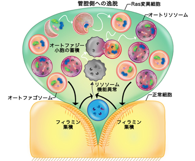 オートファジーががん細胞を排除することを発見、新たながん治療法開発に期待
～細胞競合によるがん細胞除去におけるオートファジーの役割を解明～
