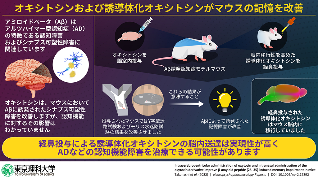 オキシトシン経鼻投与でアルツハイマー型認知症に関連する認知行動障害を改善～アルツハイマー型認知症の新たな治療薬開発へ一歩前進～