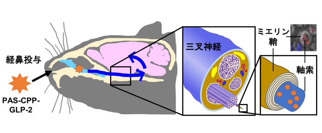 神経科学の既成概念をくつがえす新たな中枢デリバリー技術の作用機序を解明
～経鼻投与された神経ペプチド誘導体が神経細胞を乗り継ぎ脳へ移行する～
