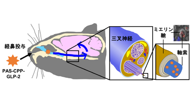 神経科学の既成概念をくつがえす新たな中枢デリバリー技術の作用機序を