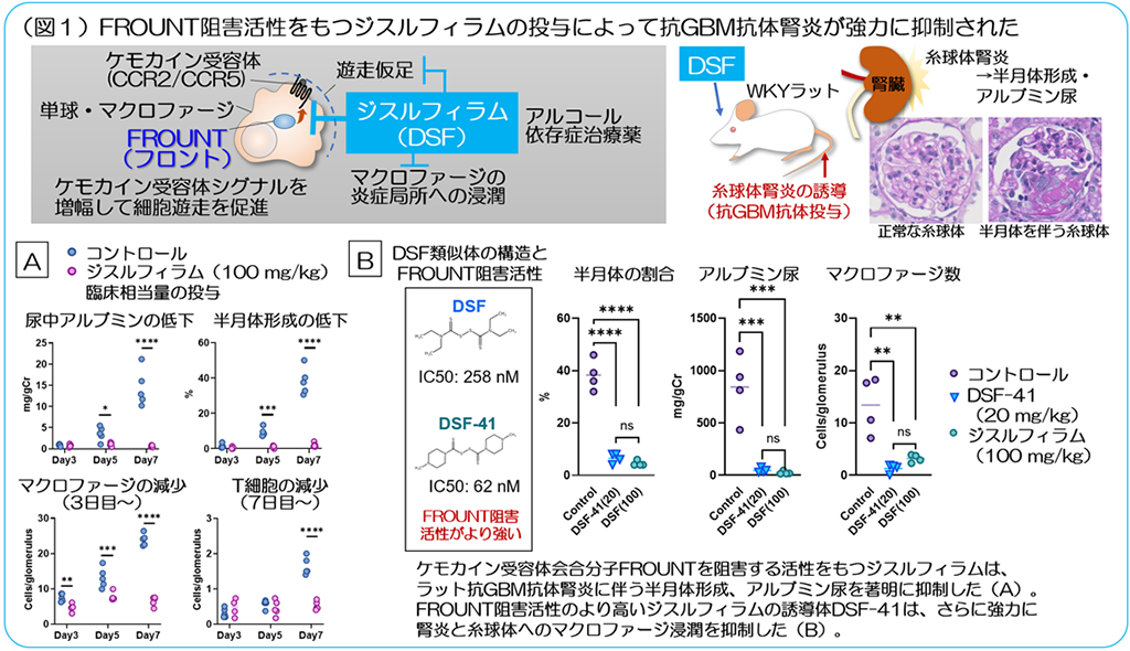 フロント(FROUNT:ケモカイン受容体シグナル制御分子)を阻害する作用をもつアルコール依存症治療薬「ジスルフィラム」が腎臓病の悪化を抑制することを発見~マクロファージの動きと活性化を調節する新しい腎炎治療薬開発への新たな道~