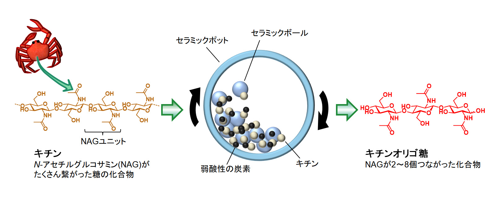 カニ殻から農作物の免疫力を引き出すオリゴ糖の効率的合成に成功