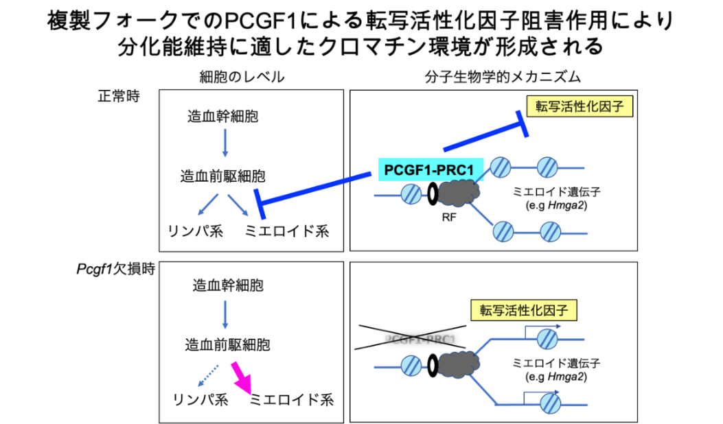 DNA複製と細胞運命決定をつなぐもの
－複製フォーク近傍のPCGF1-PRC1の役割－