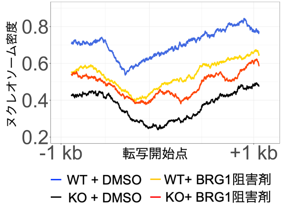 DNA複製と細胞運命決定をつなぐもの
-複製フォーク近傍のPCGF1-PRC1の役割-