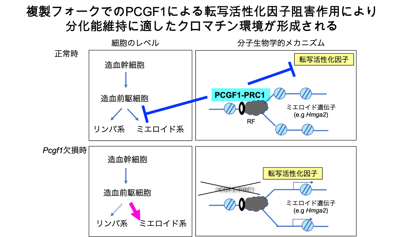 DNA複製と細胞運命決定をつなぐもの
－複製フォーク近傍のPCGF1-PRC1の役割－