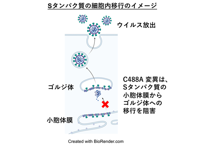 新型コロナウイルス スパイクタンパク質の弱点部位を同定
