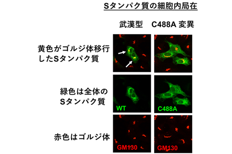 新型コロナウイルス スパイクタンパク質の弱点部位を同定