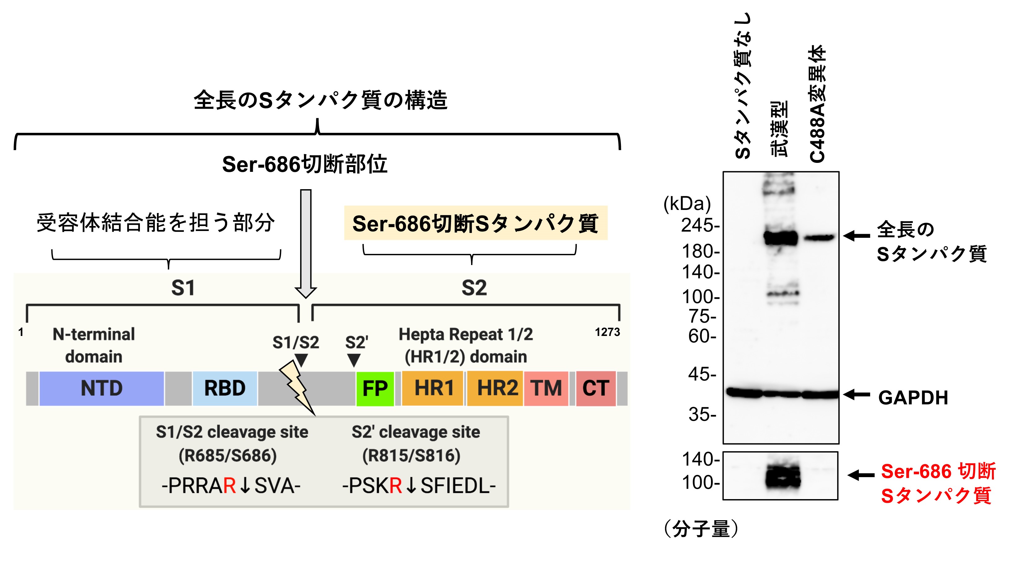 新型コロナウイルス スパイクタンパク質の弱点部位を同定