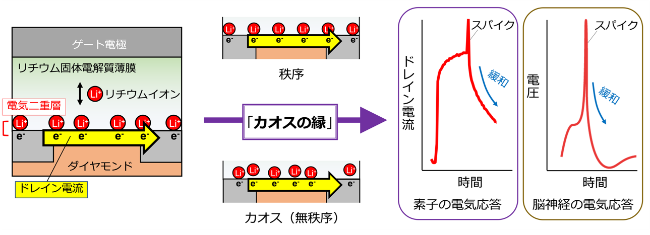 脳の働きを模したイオニクス情報処理素子を開発
～「カオスの縁」の再現でAI端末機器の高性能化に期待～

        