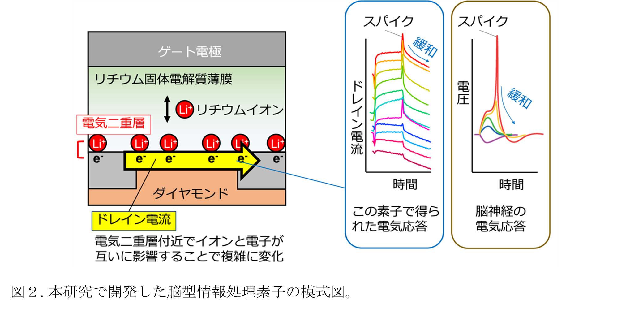 脳の働きを模したイオニクス情報処理素子を開発
～「カオスの縁」の再現でAI端末機器の高性能化に期待～
