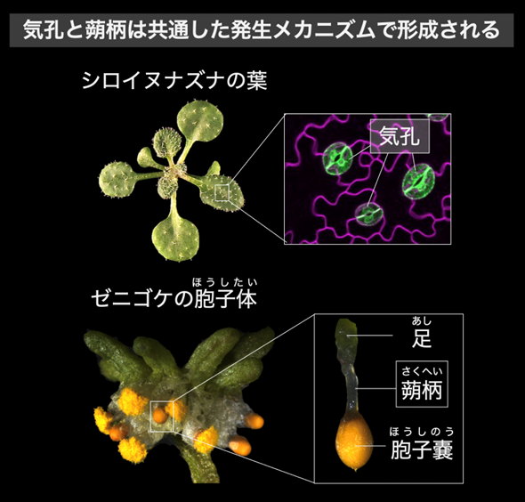 気孔のない植物タイ類における気孔形成因子の役割を解明―コケ植物特有の組織「蒴柄(さくへい)」と気孔の意外な関係―

        