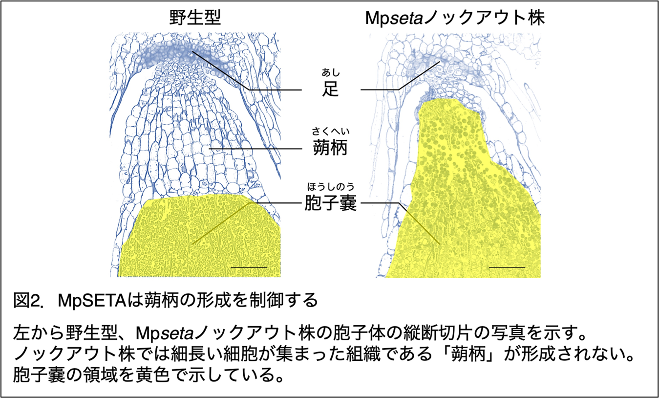 気孔のない植物タイ類における気孔形成因子の役割を解明―コケ植物特有の組織「蒴柄(さくへい)」と気孔の意外な関係―
