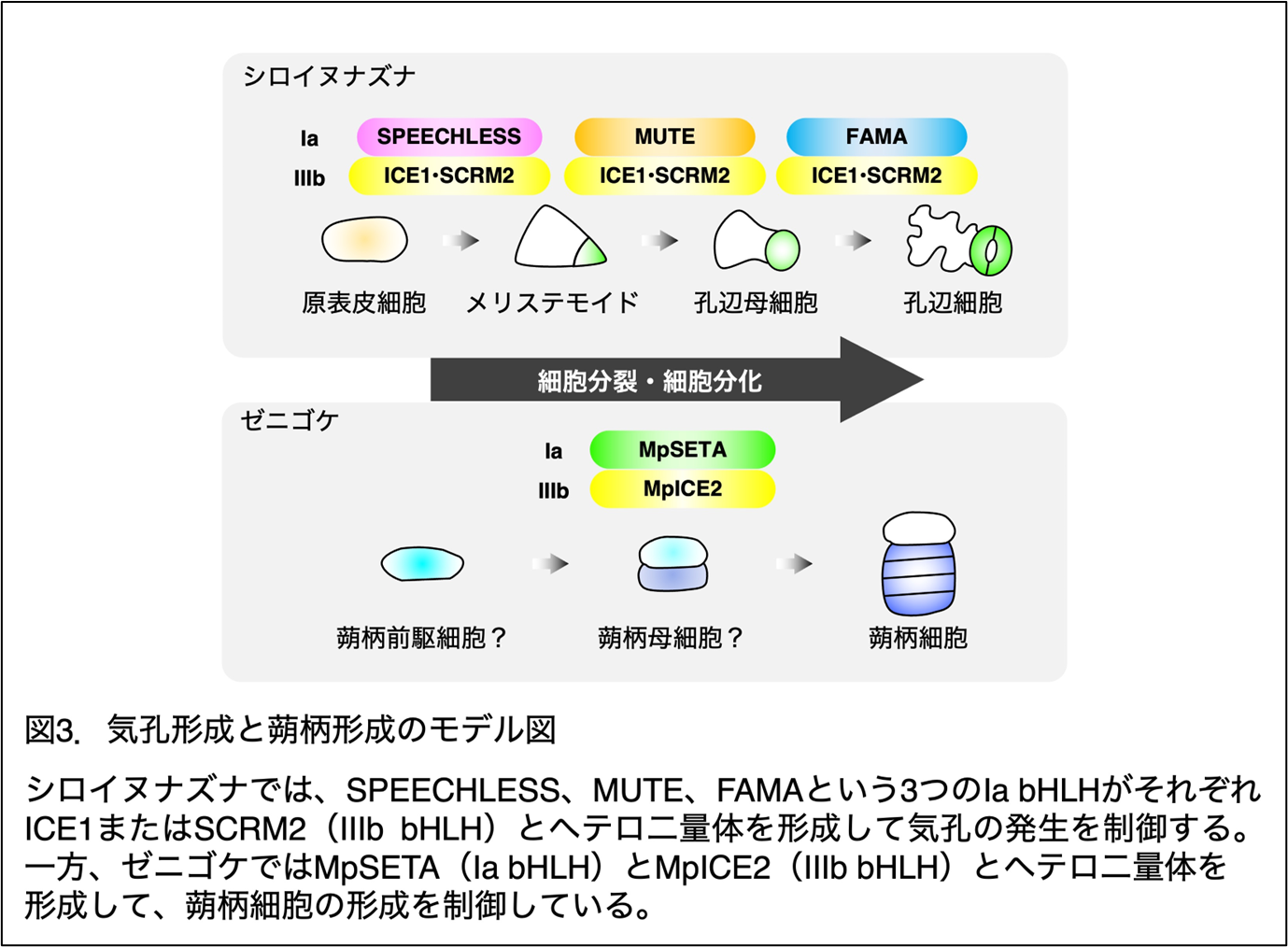 気孔のない植物タイ類における気孔形成因子の役割を解明―コケ植物特有の組織「蒴柄(さくへい)」と気孔の意外な関係―
