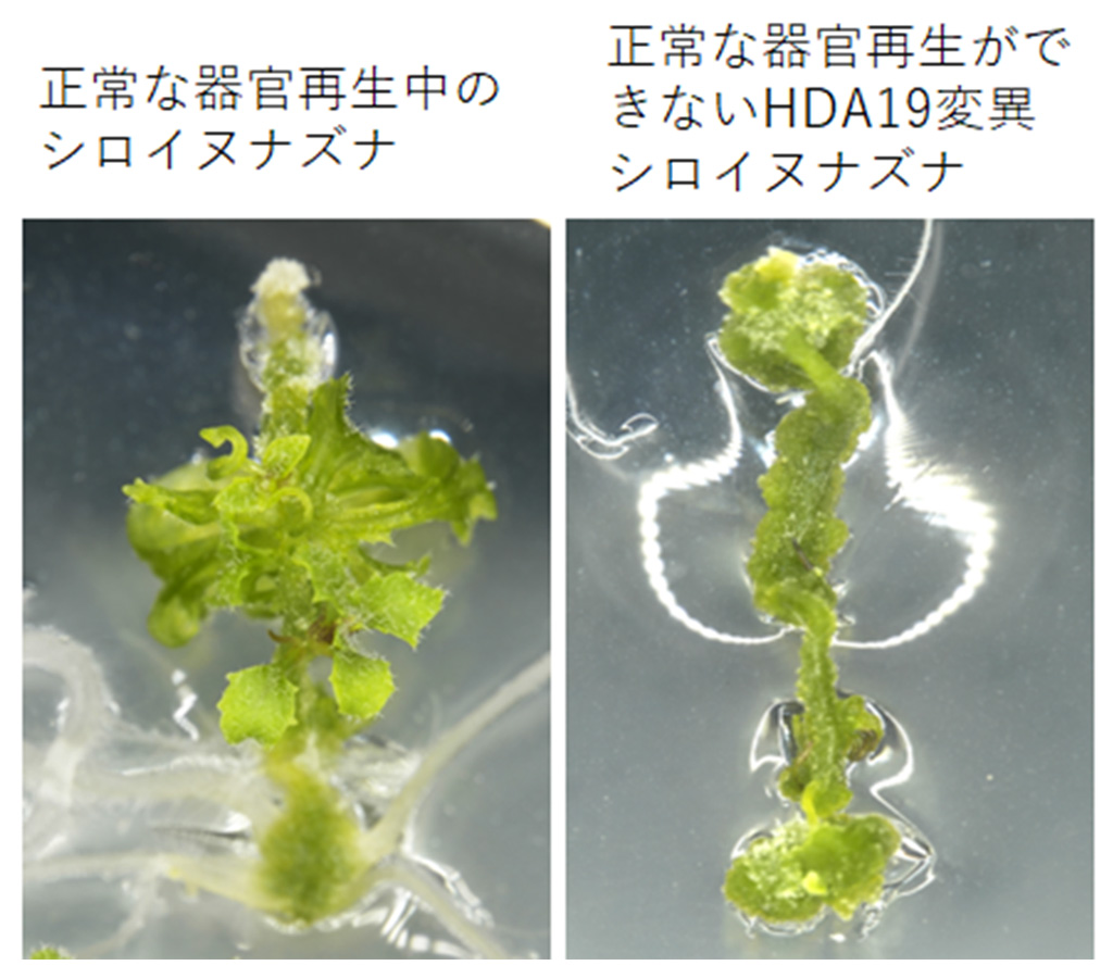 植物の器官再生を制御する酵素を発見―タンパク質の修飾を除去することで器官再生の遺伝子を制御する―