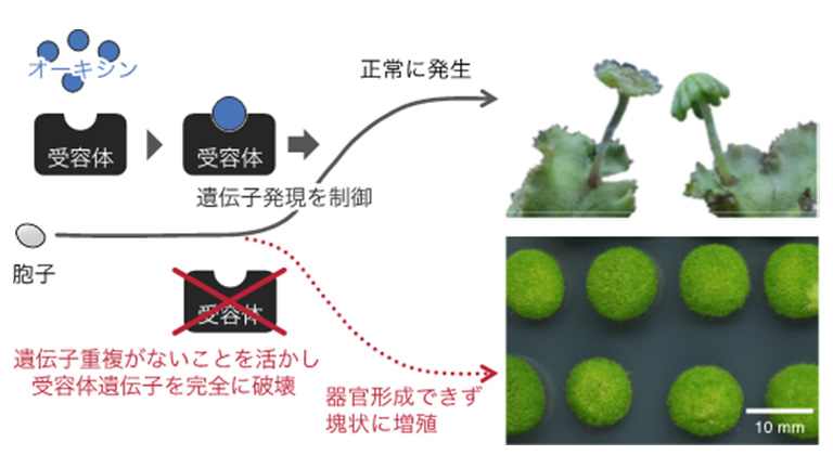 ゼニゴケを用いて植物ホルモンの役割を証明―オーキシン信号伝達なくして器官形成なし―