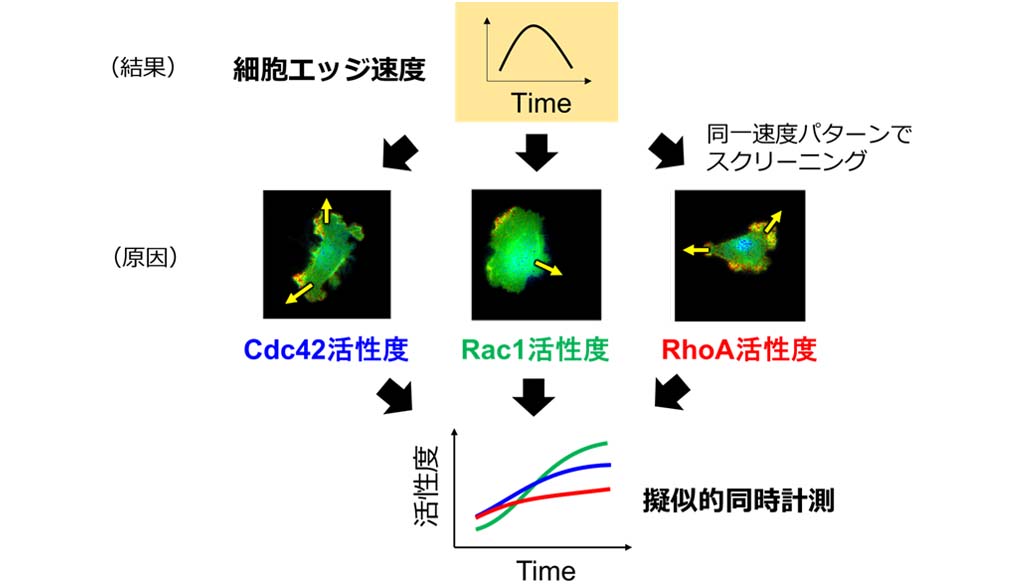 細胞の変形・運動に複数のタンパク質が協調して関わる仕組みを数式で解明