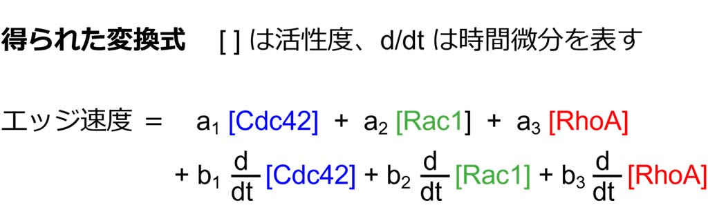 細胞の変形・運動に複数のタンパク質が協調して関わる仕組みを数式で解明