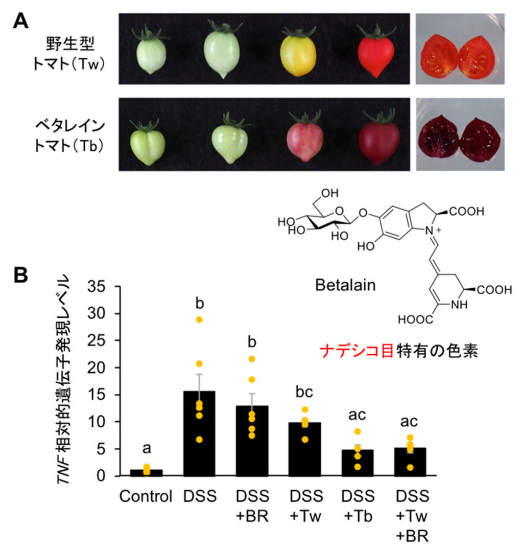 植物色素ベタレイン生合成遺伝子を導入したトマトが、優れた抗炎症作用を示すことを発見～代謝工学による新たな健康食品の開発・製造に期待～