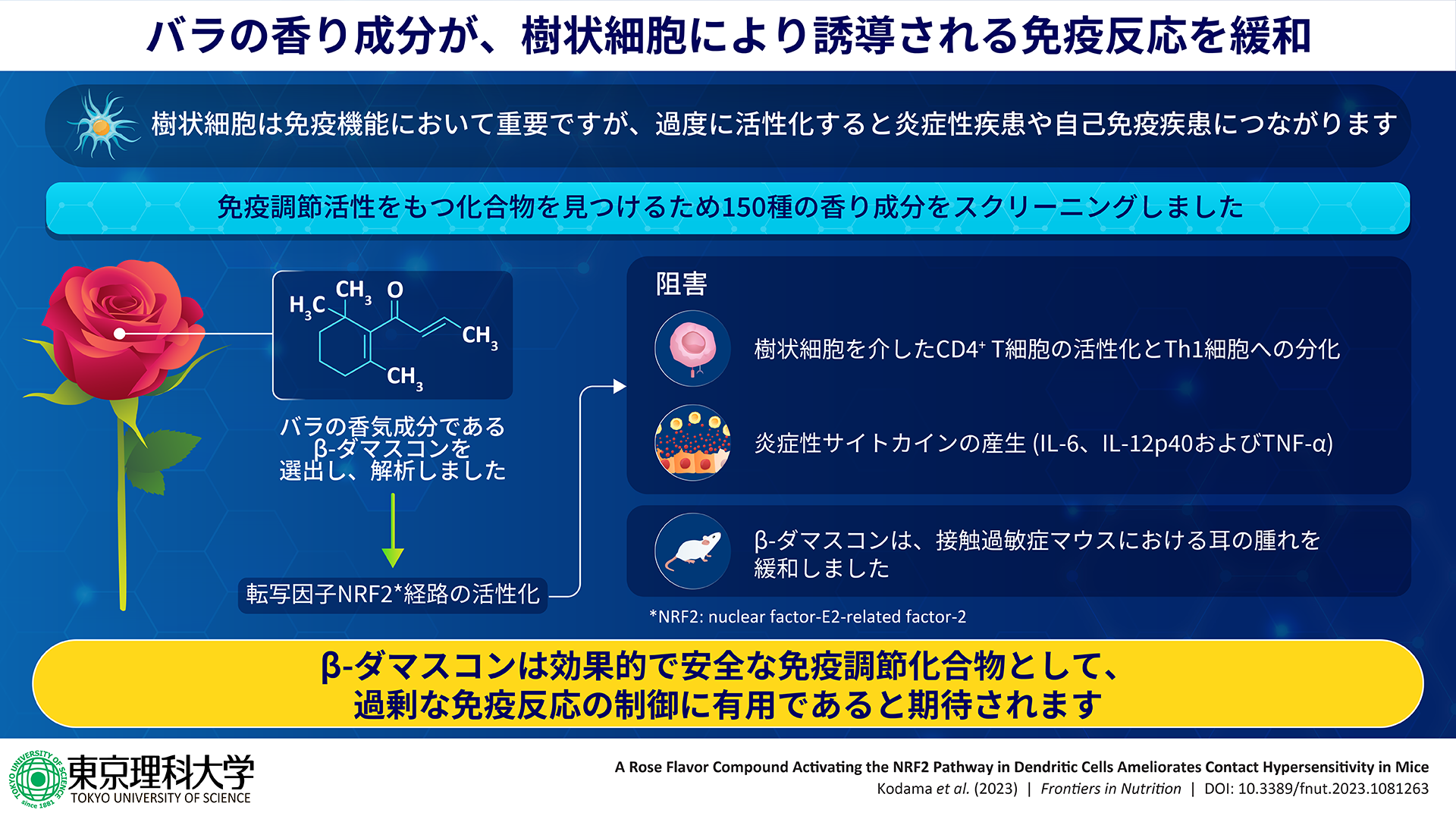 バラの香り成分『β-ダマスコン』による炎症反応抑制作用を発見～免疫反応における天然化合物の生理活性を分子レベルで解明～