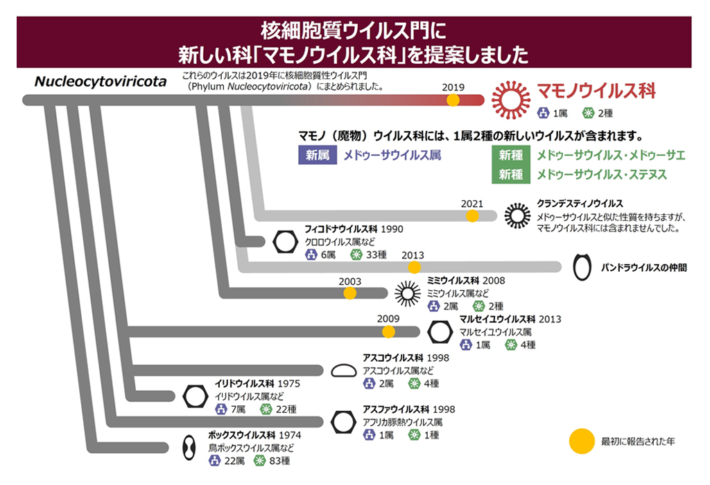 メドゥーサウイルスの正式な分類の提唱―マモノ(魔物)ウイルス科メドゥーサウイルス属―