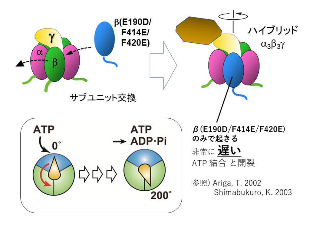 ATP合成酵素の一部分である回転分子モーター「F₁-ATPase」の回転機構を解明～生物がもつ世界最小の回転分子モーターのエネルギー変換の仕組みを理解する～