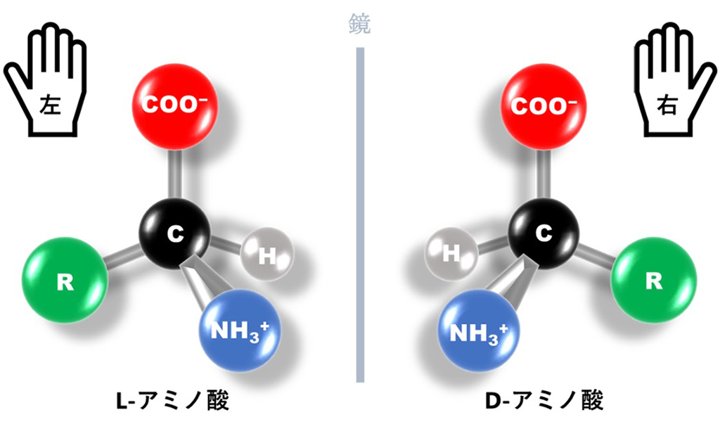 L-アミノ酸を選択する反応メカニズムの解明、生命進化の大きな謎の解明に一歩前進～量子力学と分子力学のハイブリッド計算法によるRNAのキラル選択的アミノアシル化反応の可視化～